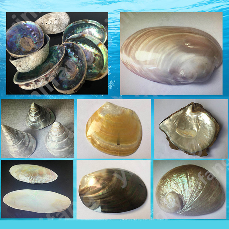 Abalone-Papier für Musikinstru – Musical Instrument Book Bewertung und Preis